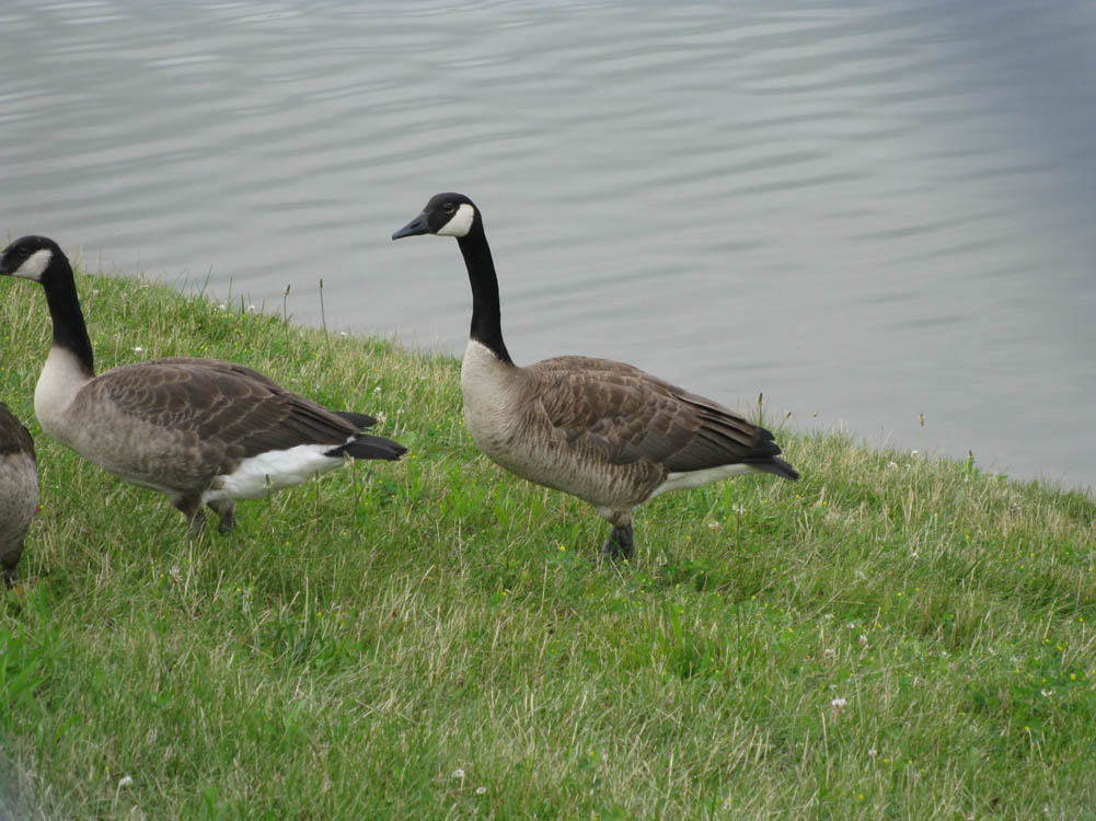 Geese