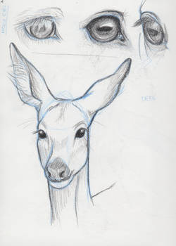 Horse Eyes-Deer Face Study
