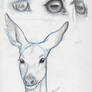 Horse Eyes-Deer Face Study