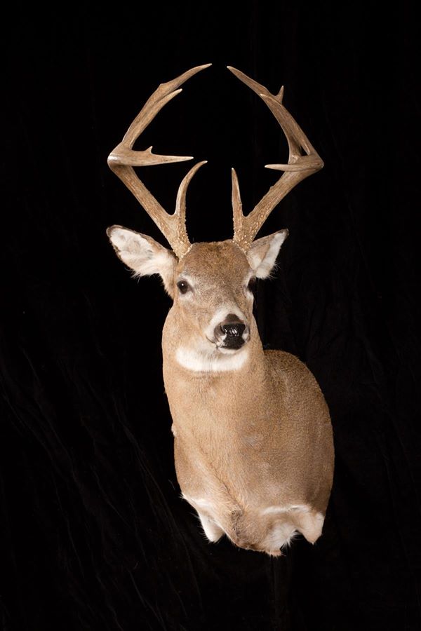 Whitetail Wright