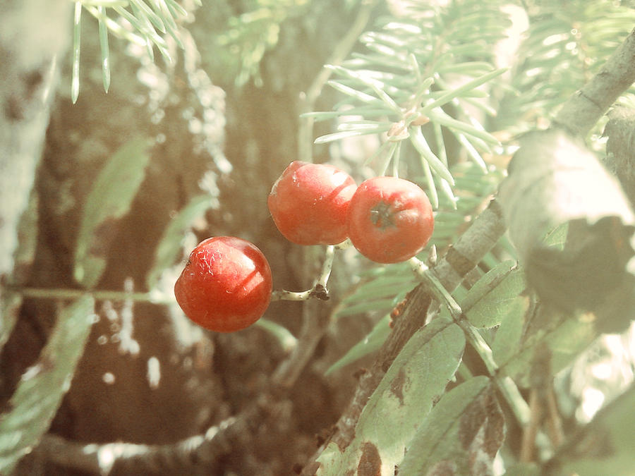 Ash Raspberry Ashberries by Nanja-kid on DeviantArt