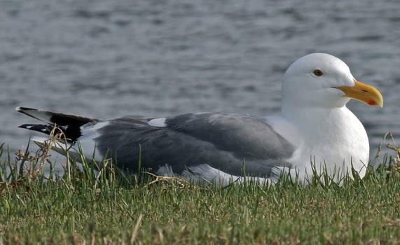 Sitting Bird