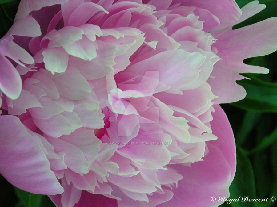 Peony Close Up