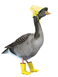 Rainy Goose