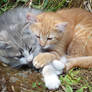 Coeur de chatons / Heart of kittens
