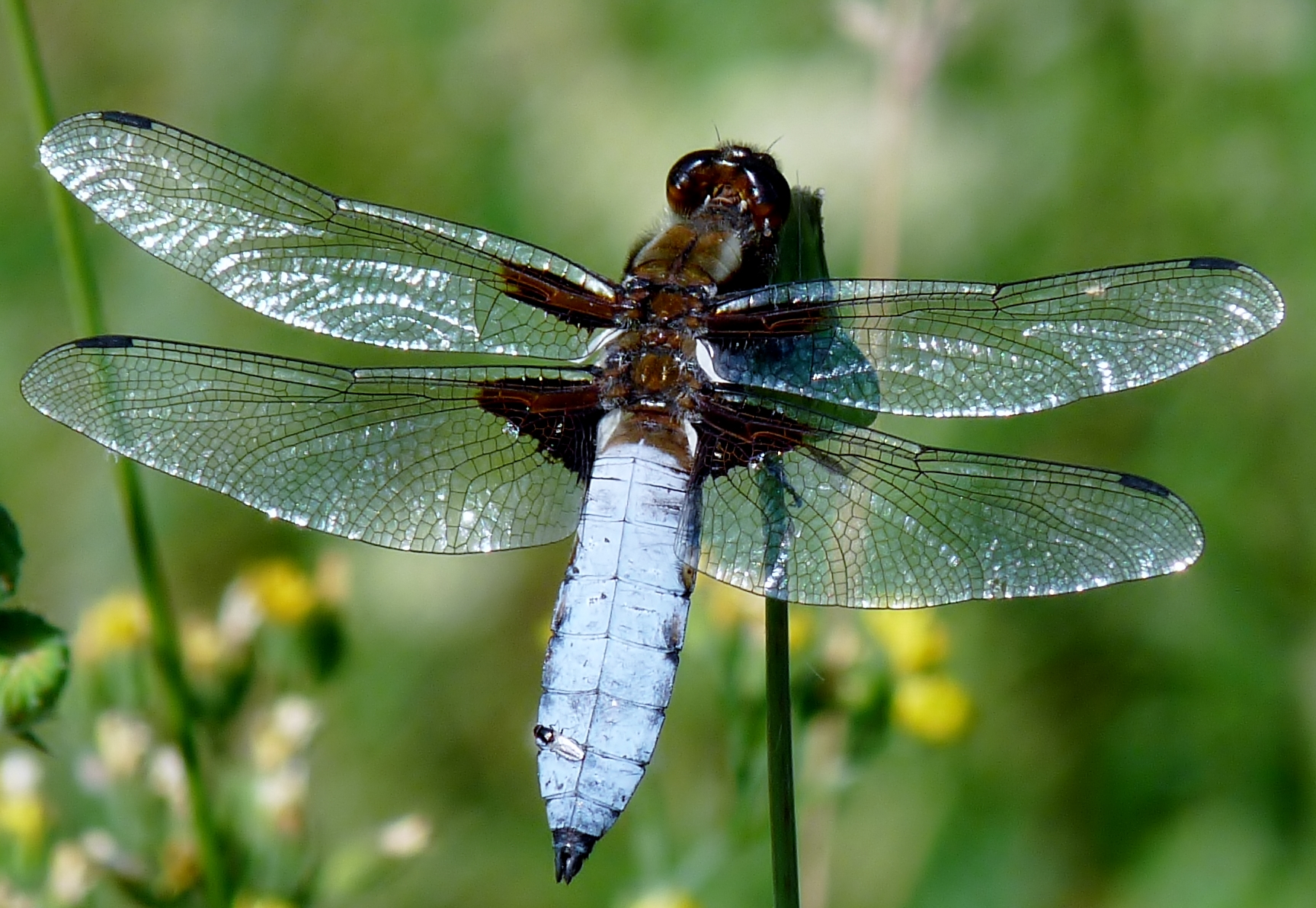 Libellule / Dragonfly