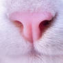 Truffe de chat / Nose of cat