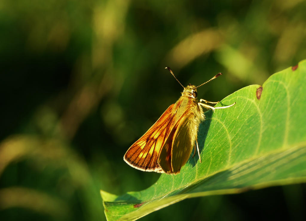 Papillon / Butterfly