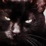 Black Cat