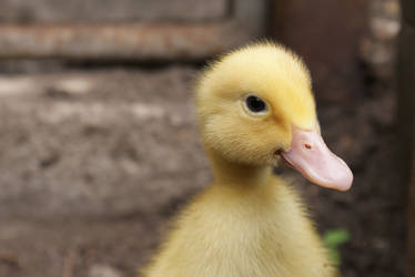 Smiling duck