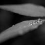 Dew Drops