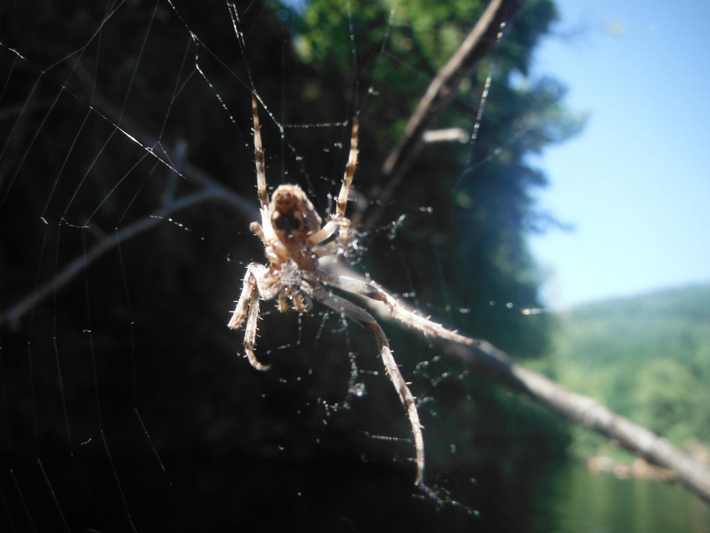 Five Rivers Spider River spider by Chevic on DeviantArt