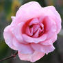 pink rose001