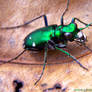 Tiger Beetle