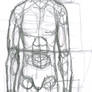 Human Bodily Proportions