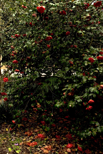 Very red roses