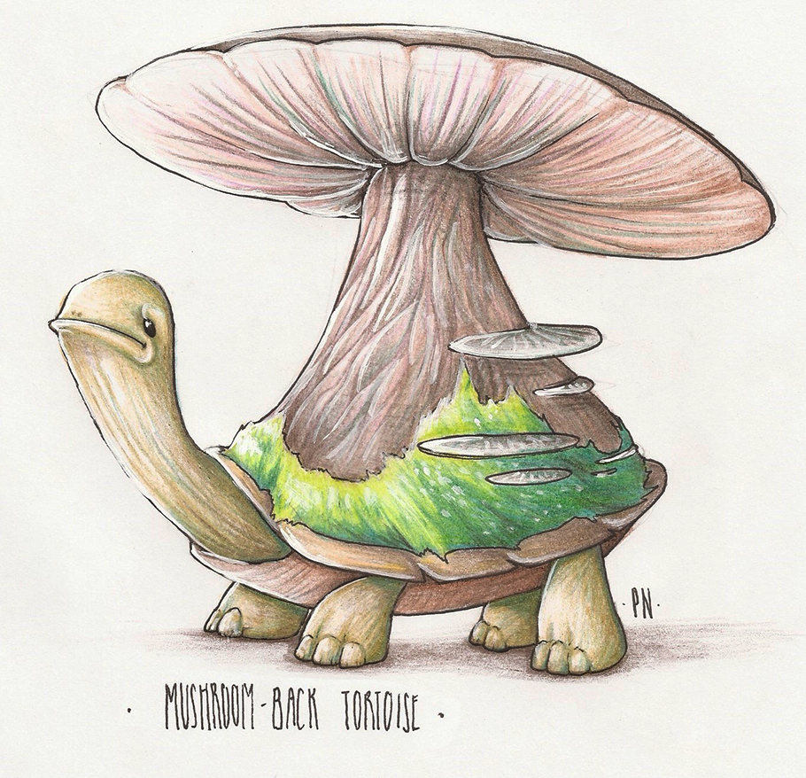 Mushroom-back tortoise