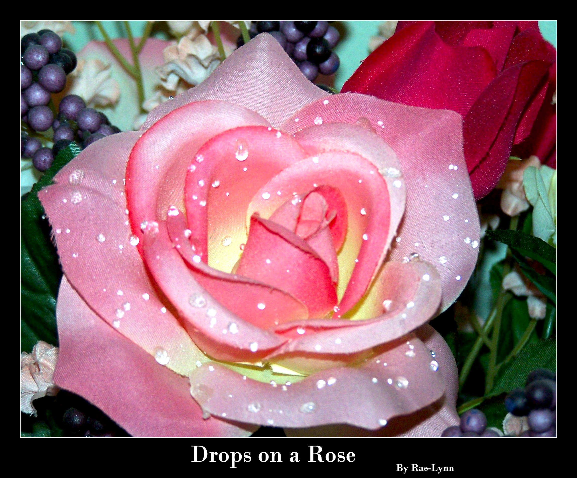 Drops on a Rose II