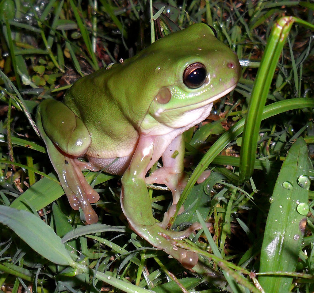 Green Tree Frog In The Grass