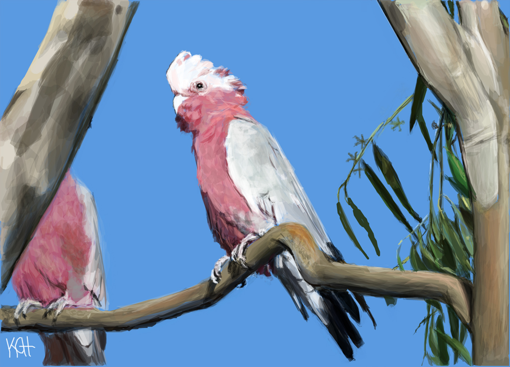 Galah