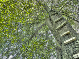 Tree Ladder HDR