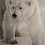 Polar Bear in a Snow Storm