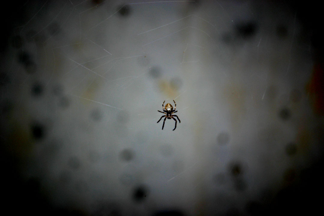 Itsy Bitsy Spider