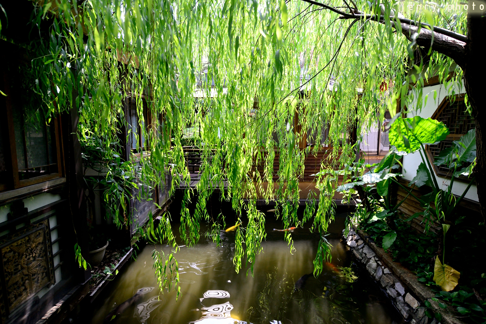 Chinese Willow