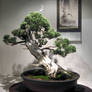 BONSAI