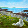 Dog in the island