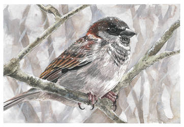 Winter sparrow