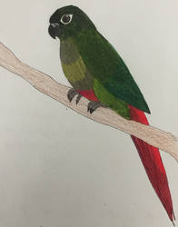 Geronimo - Pet Conure