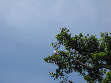 6-11-12 Bald Eagle