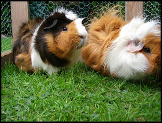 guinea pigs