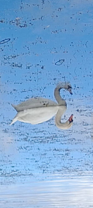 Inverted Reflection 32