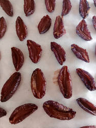 Dried Plums
