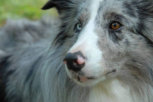 heterochromia