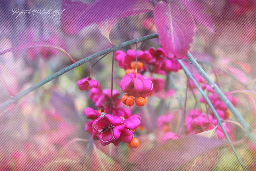 pink fruits