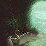 Swan