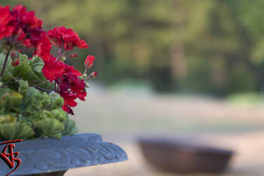 Red Flowers