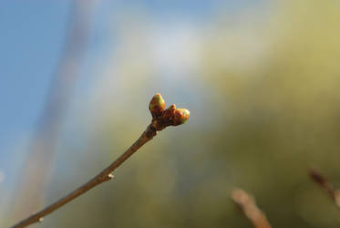 Mount Fuji Cherry Buds Reborn