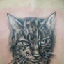 Portrait Cat Tattoo