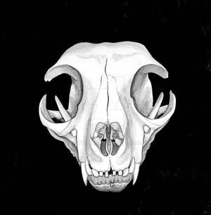 Cat Skull