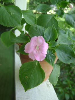 Impatiens