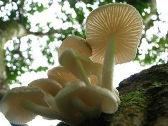 Fungi stock