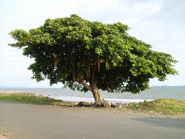 Tree stock by lillyfly06-stock