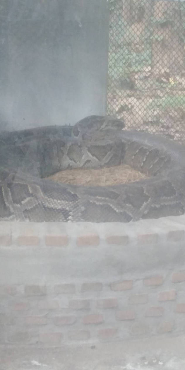 Giant Burmese Python by Loudiefanclub192 on DeviantArt