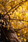 Golden Ginkgo by areosome