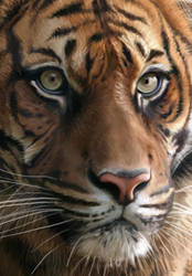 F.tiger