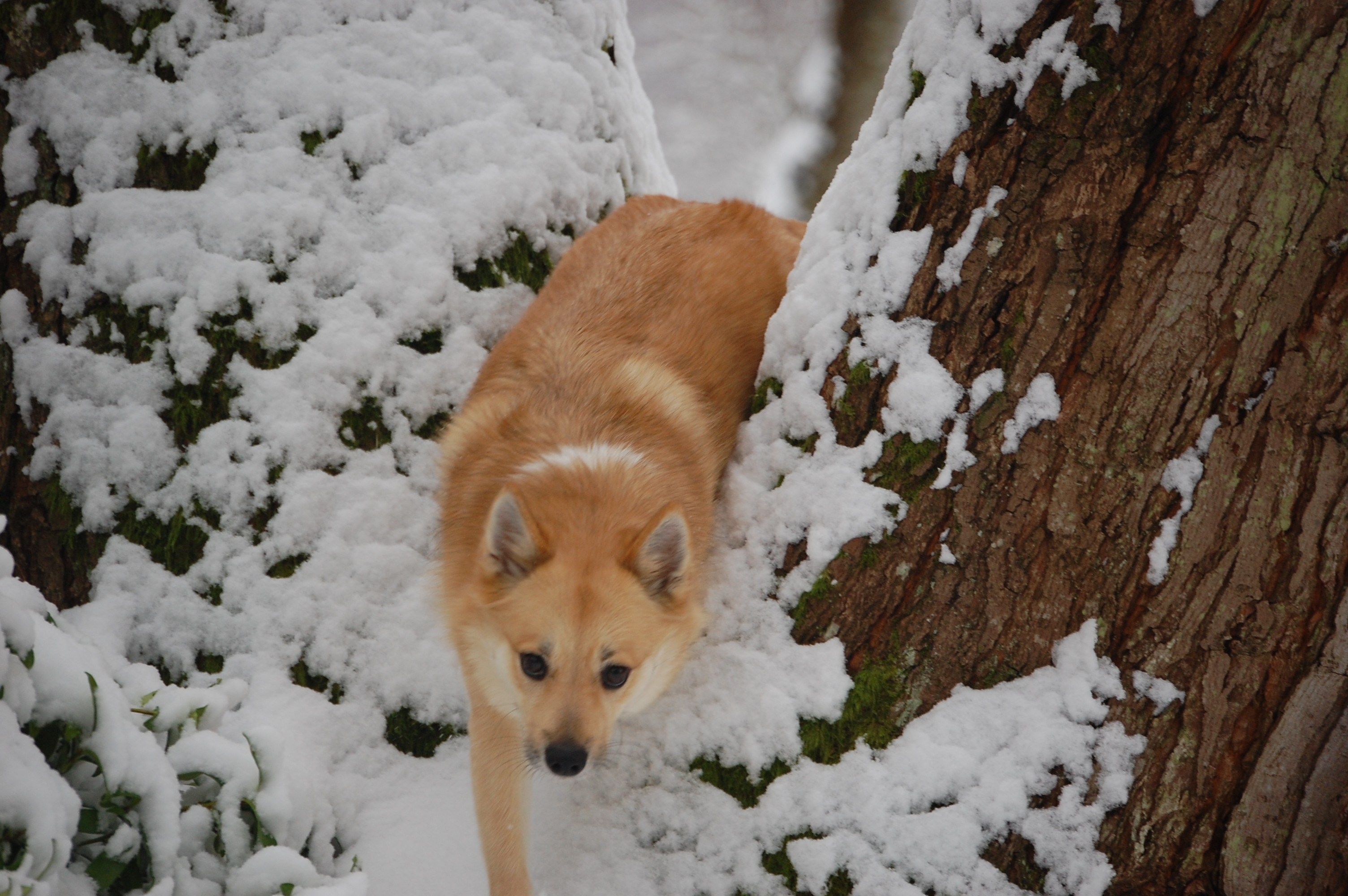 Dagny in snow 048